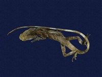 藏品(黃口攀蜥)的圖片